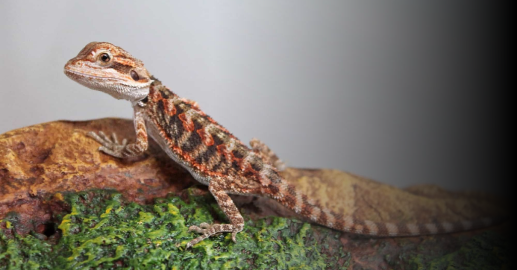 Caring for Baby Bearded Dragons