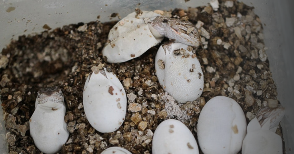 Caring for Bearded Dragon Eggs