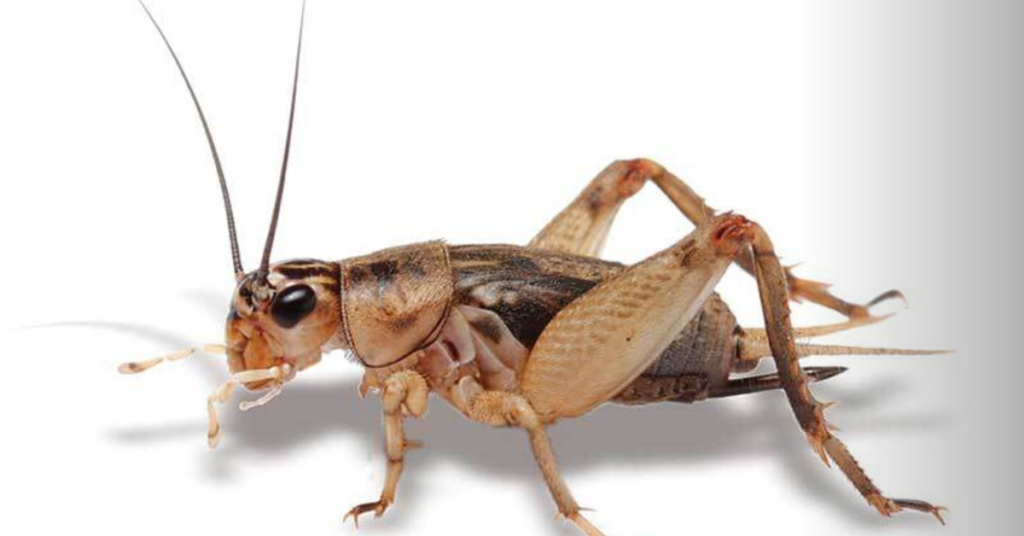 Choosing the Right Type of Crickets