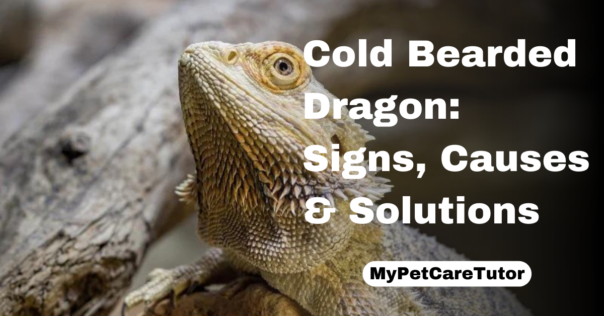Cold Bearded Dragon: Signs, Causes & Solutions