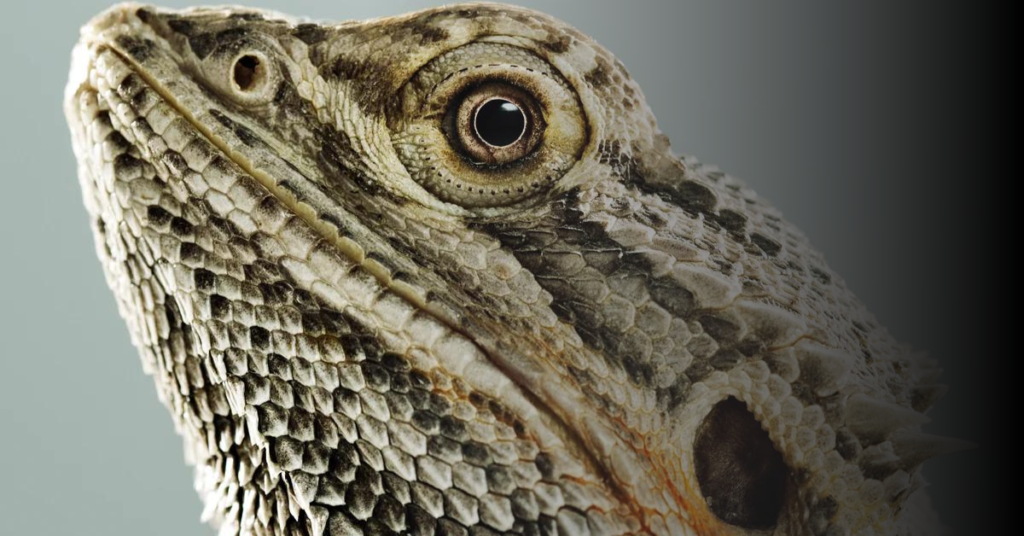 Common Eye Problems Of Bearded Dragons