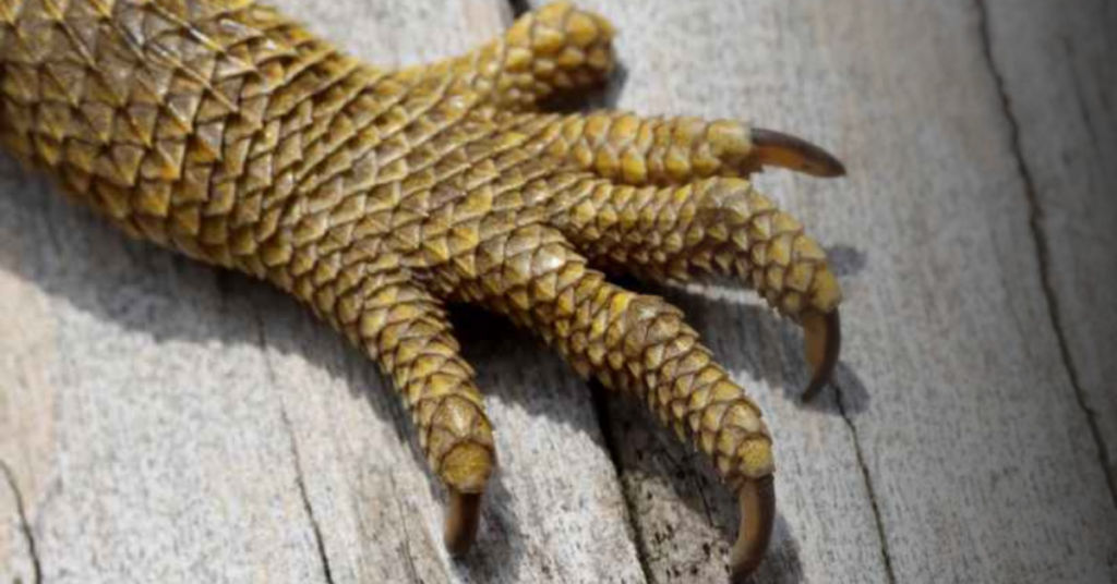 Common Types of Bearded Dragons Toe Issues