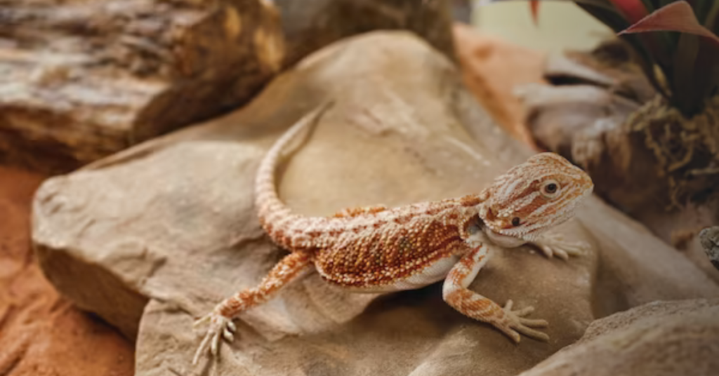 Creating a Safe and Secure Environment for Your Bearded Dragon