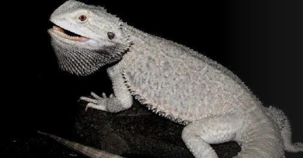 Distinctive Features of the Giant German Bearded Dragon