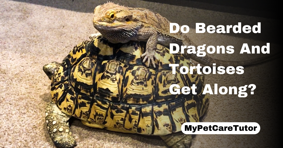 Do Bearded Dragons And Tortoises Get Along
