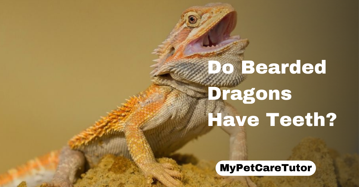 Do Bearded Dragons Have Teeth?
