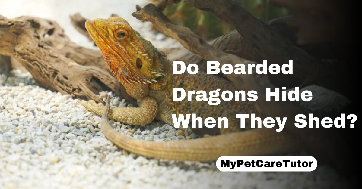 Do Bearded Dragons Hide When They Shed?