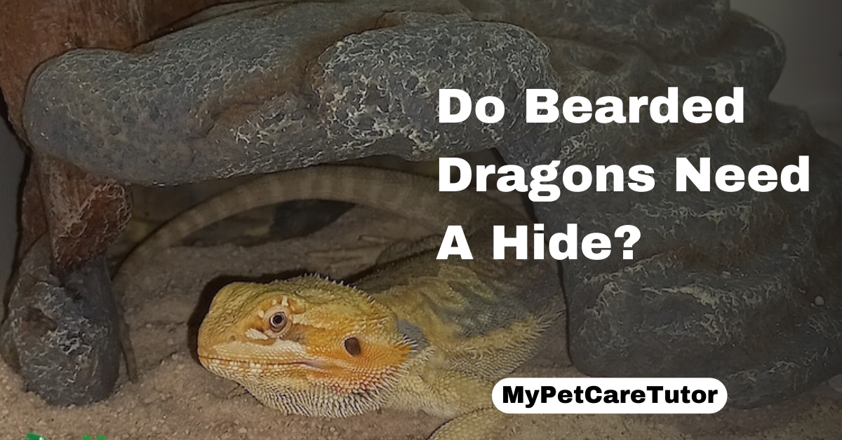 Do Bearded Dragons Need A Hide?