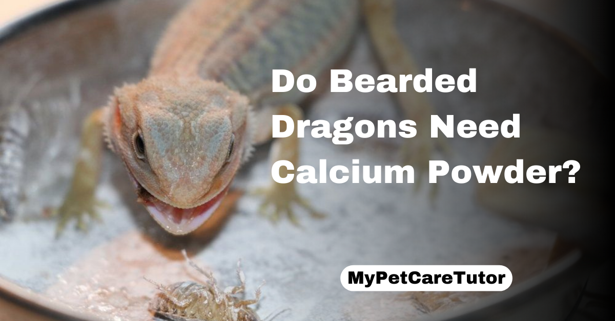 Do Bearded Dragons Need Calcium Powder?