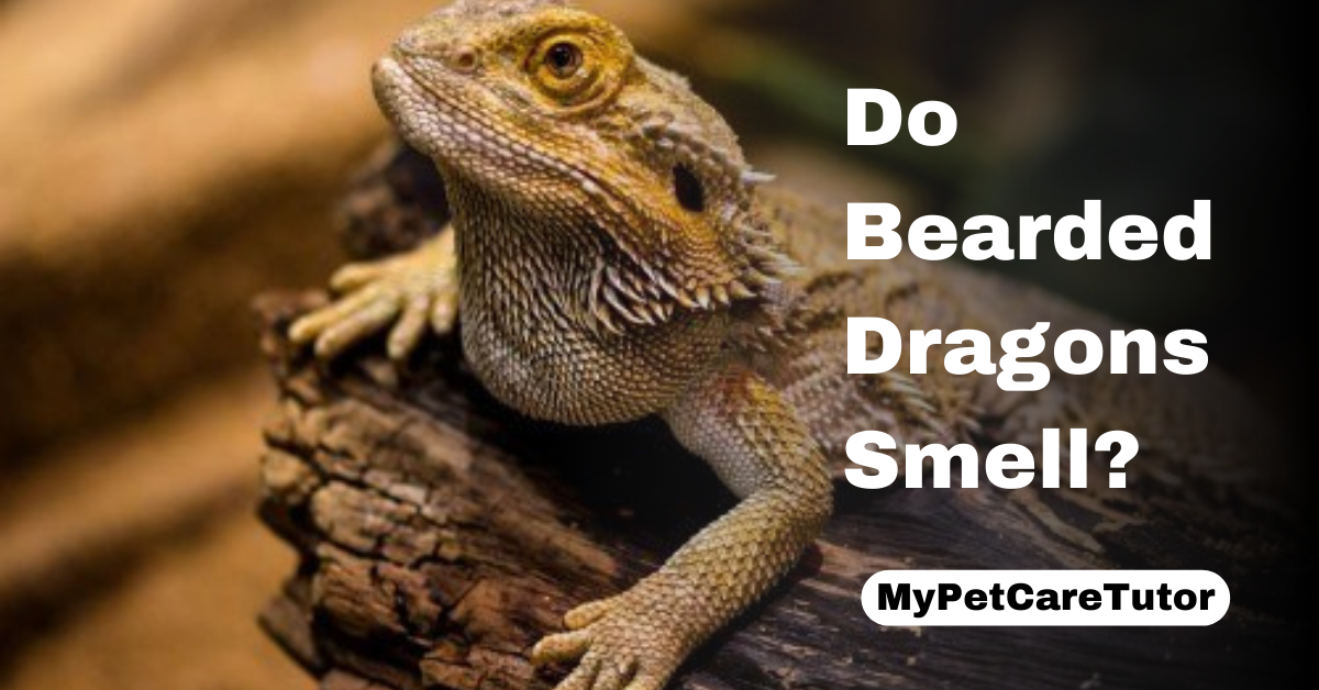 Do Bearded Dragons Smell?