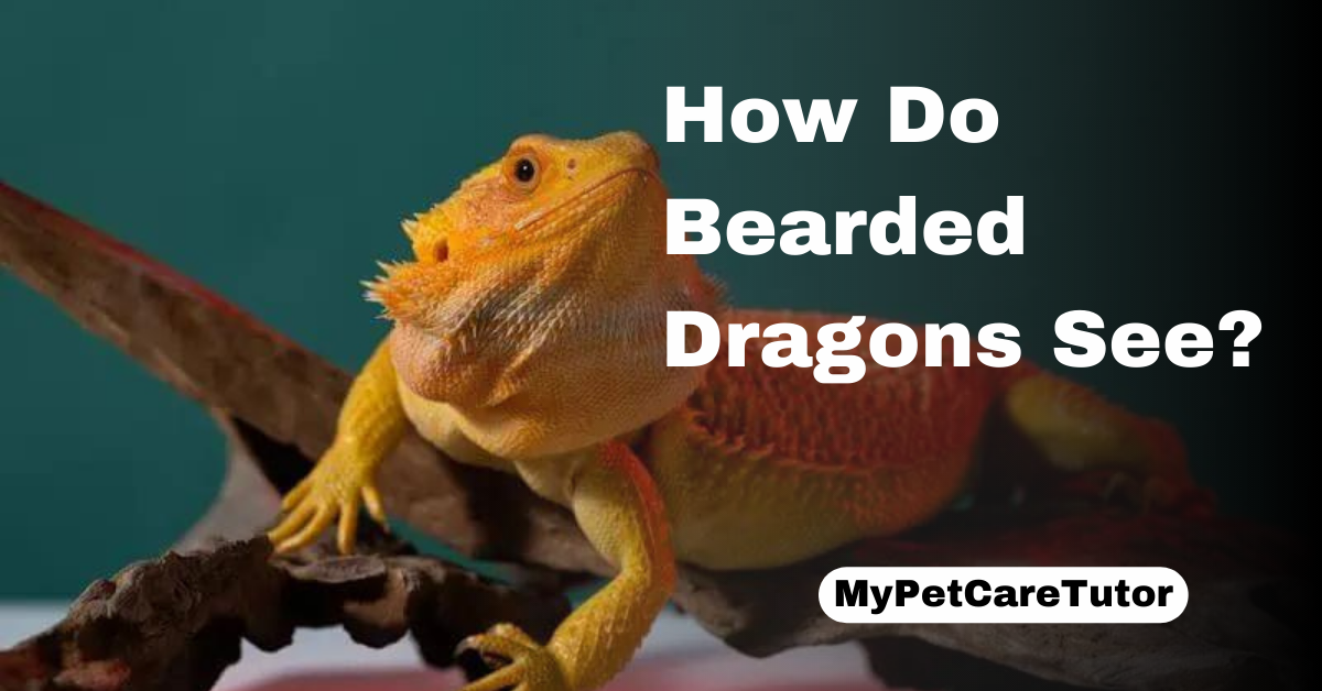 How Do Bearded Dragons See?