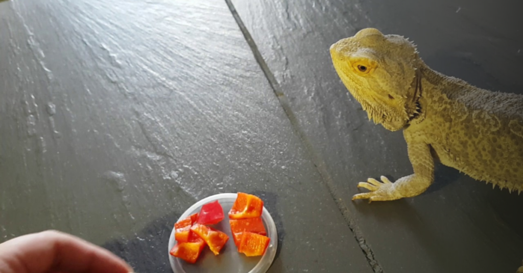 How Much Bell Pepper Can Bearded Dragons Eat?