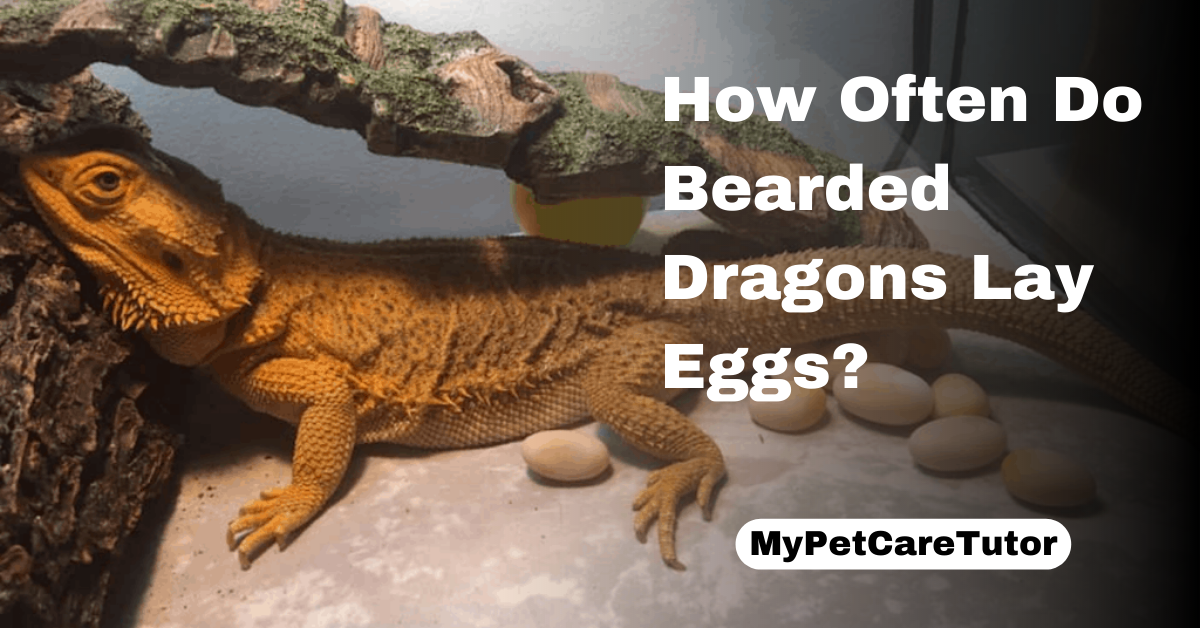 How Often Do Bearded Dragons Lay Eggs?