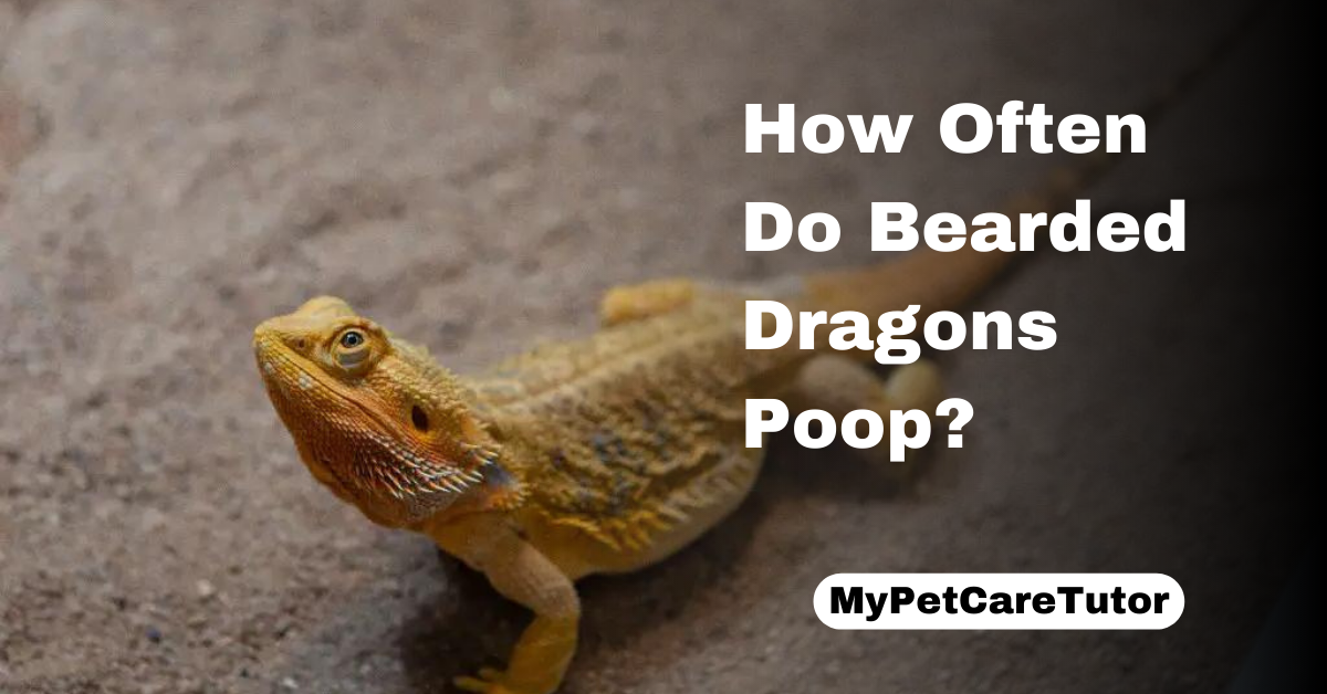 How Often Do Bearded Dragons Poop?