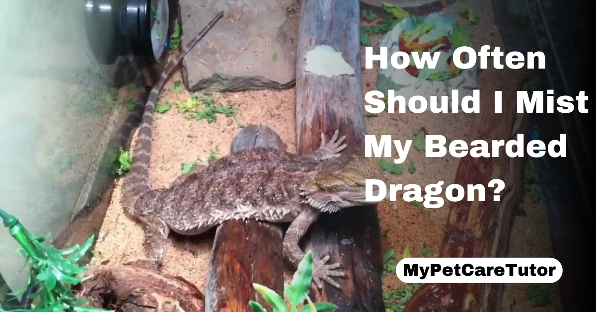 How Often Should I Mist My Bearded Dragon?