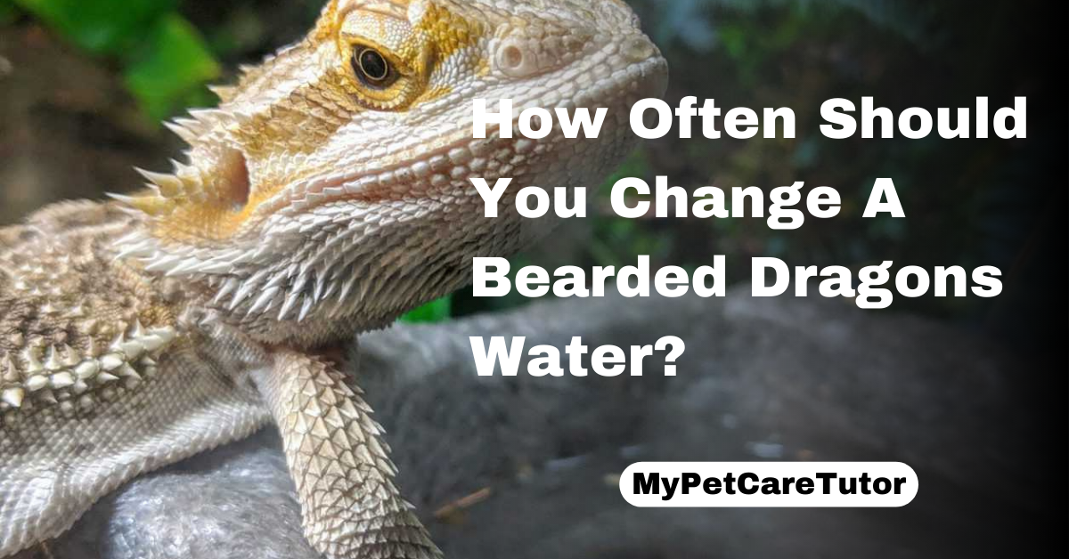 How Often Should You Change A Bearded Dragons Water?