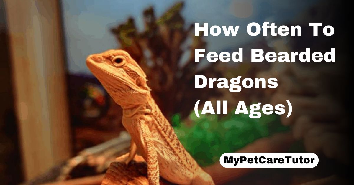 How Often To Feed Bearded Dragons