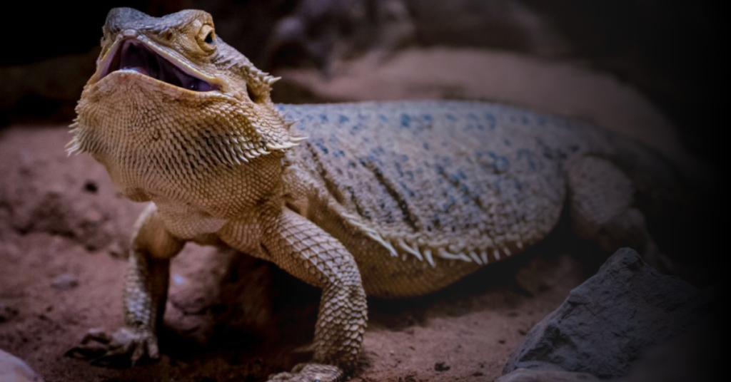 How Often to Mist Your Bearded Dragon