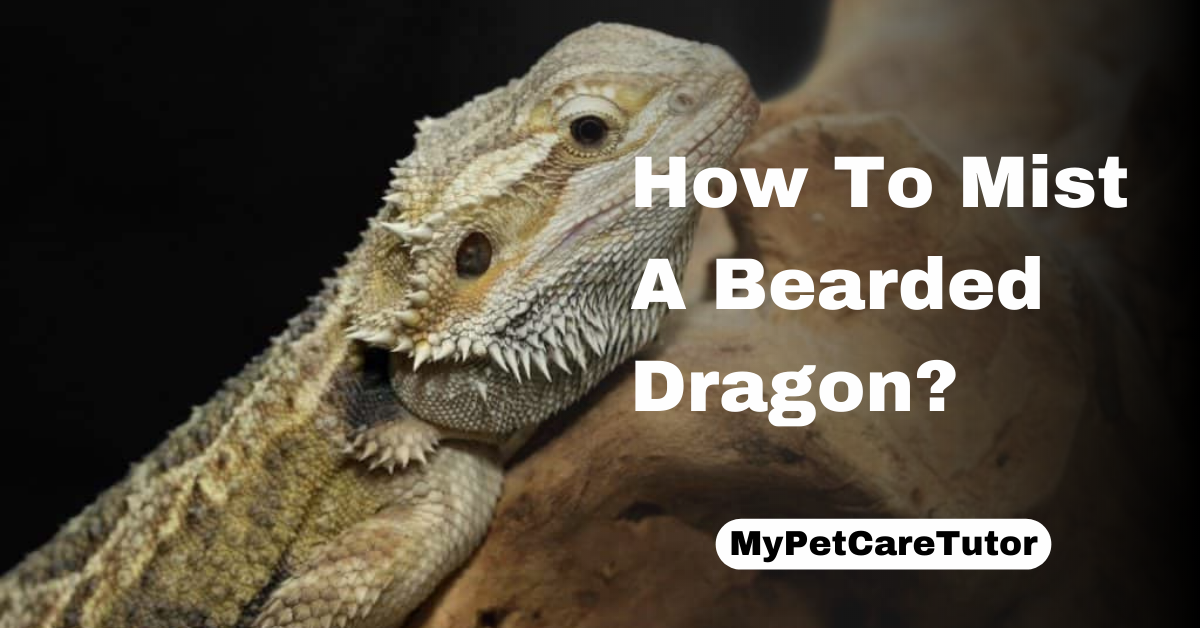 How To Mist A Bearded Dragon?