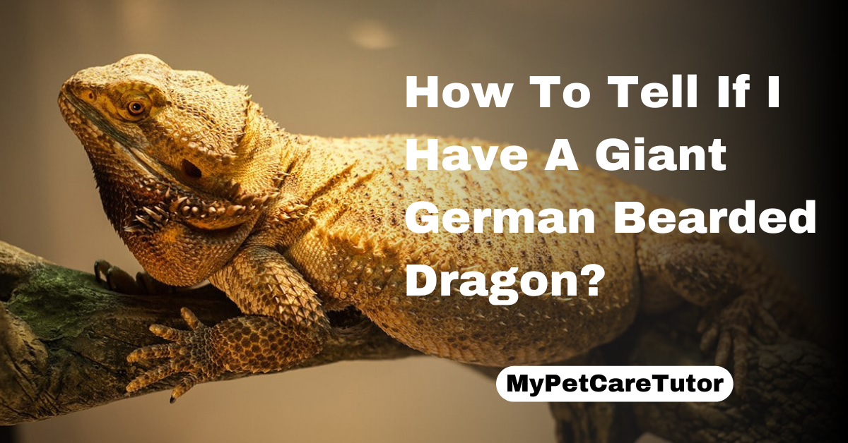 How To Tell If I Have A Giant German Bearded Dragon?