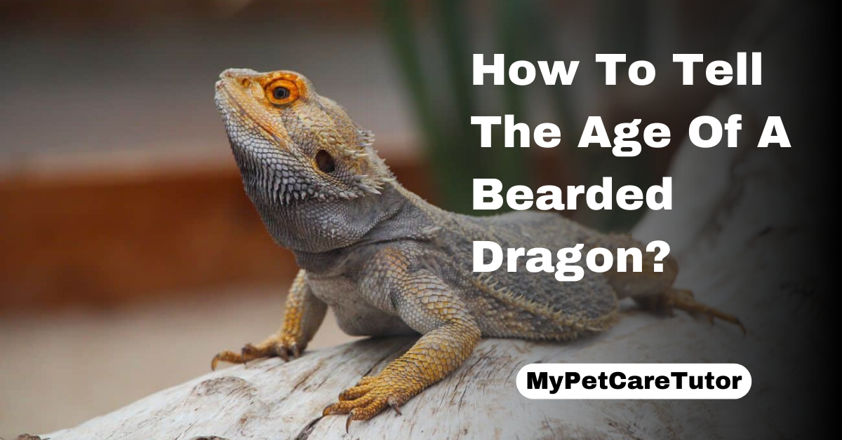 How To Tell The Age Of A Bearded Dragon?