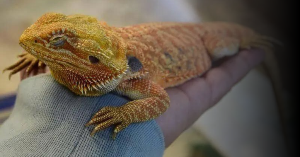 How to Care for Your Bearded Dragon with Eye Issues