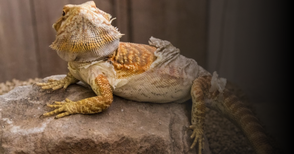 How to Create a Comfortable Environment for Your Bearded Dragon During Shedding
