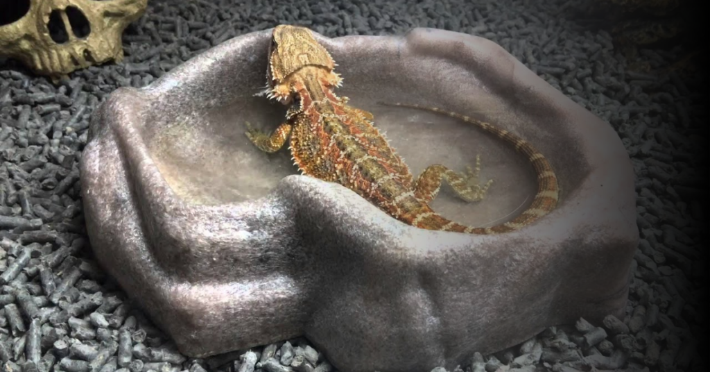 How to Properly Clean Your Bearded Dragon's Water Bowl