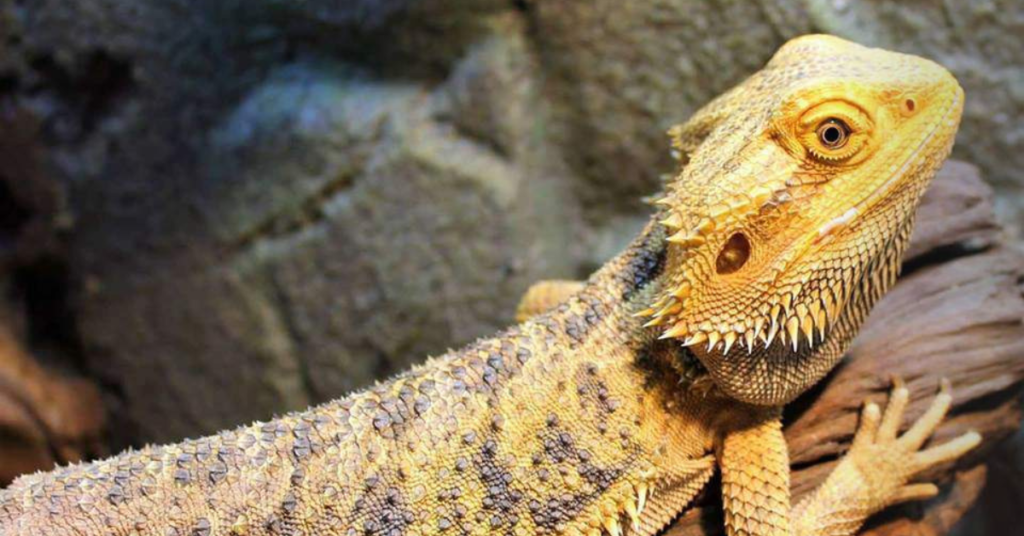 How to Provide Safe UVB Exposure for Bearded Dragons