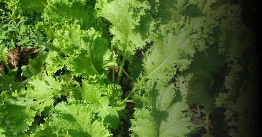 How to Safely Prepare Mustard Greens for Bearded Dragons