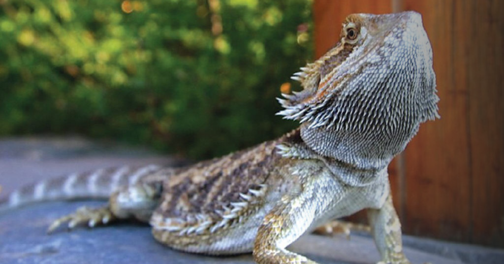 How to Support Your Bearded Dragon During Shedding