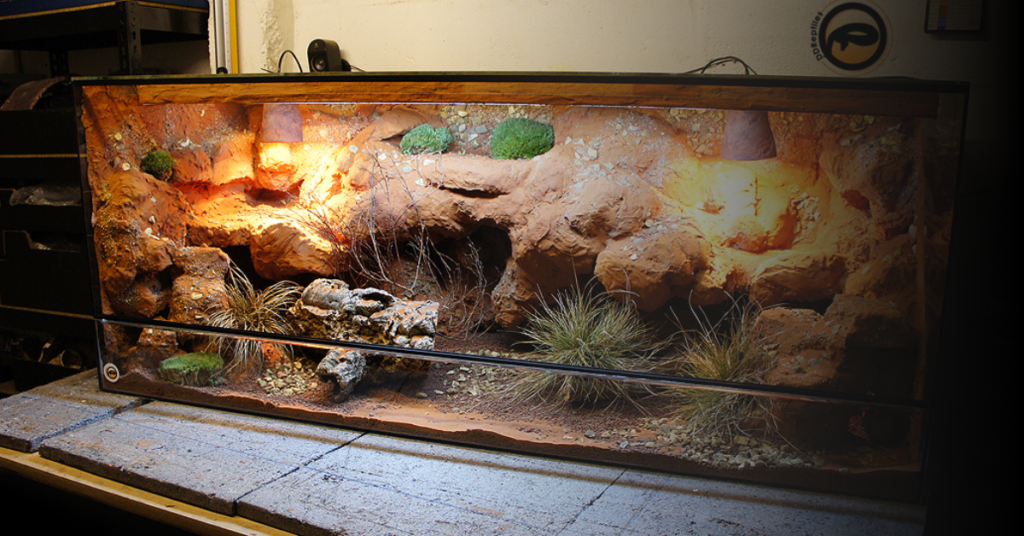 Importance of Timers in Bearded Dragon Habitat