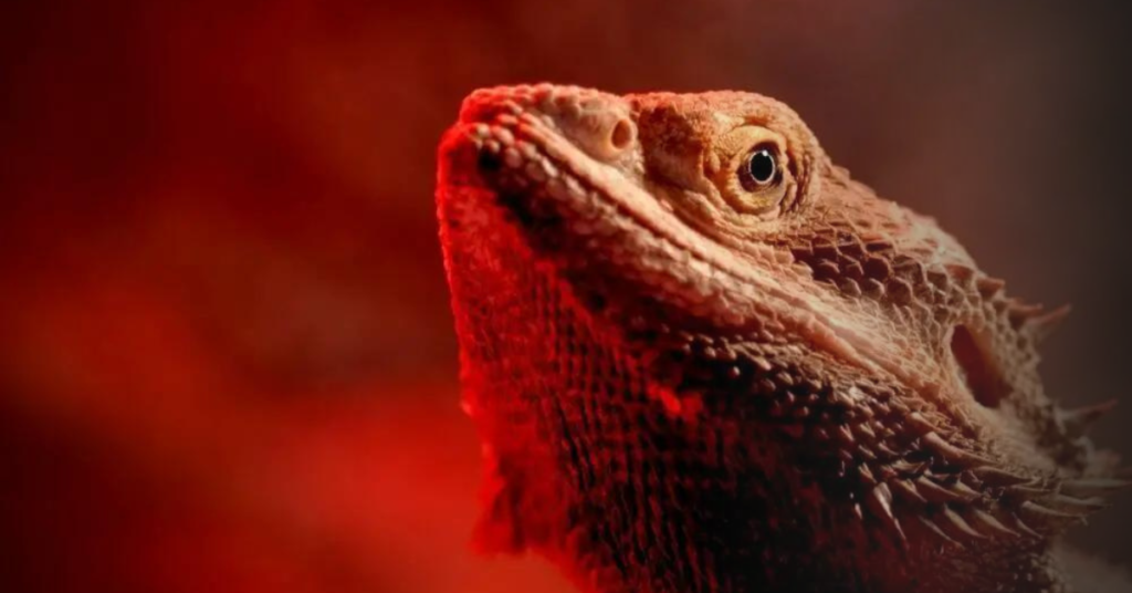Importance of the Parietal Eye for Bearded Dragons