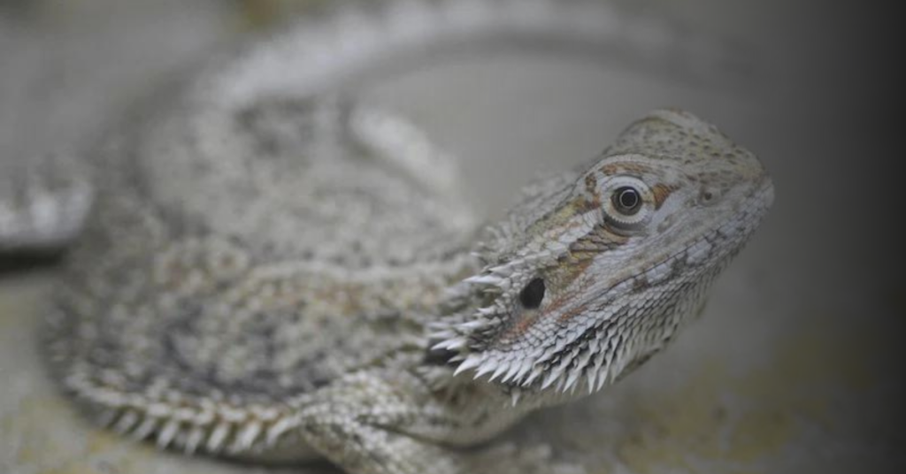 Light and Temperature Requirements For Bearded Dragons