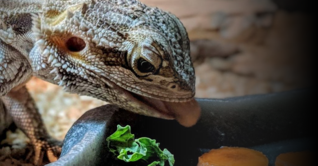 Other Foods to Include in Your Beardie's Diet