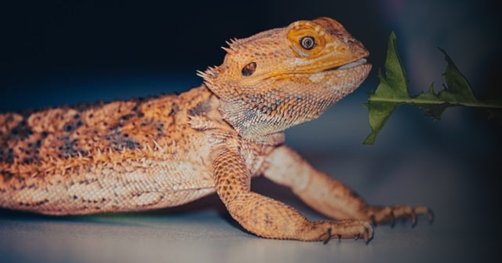 Other Fruits and Vegetables Bearded Dragons Can Eat