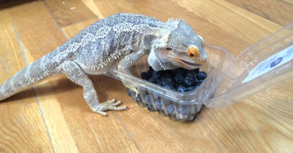 Other Fruits and Vegetables to Add to Your Bearded Dragon's Diet
