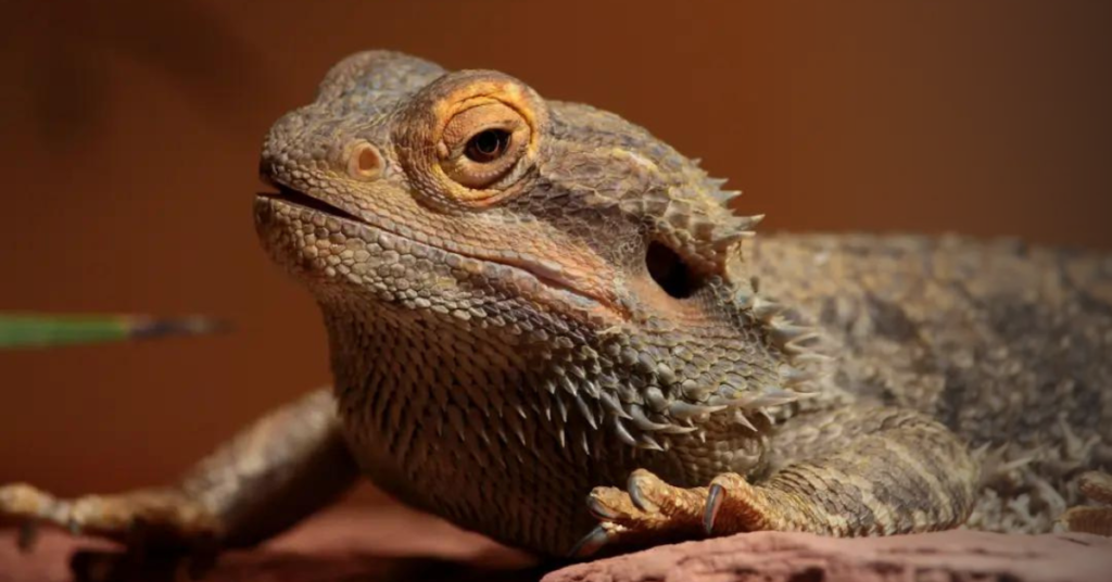 Other Health Concerns with Bearded Dragons