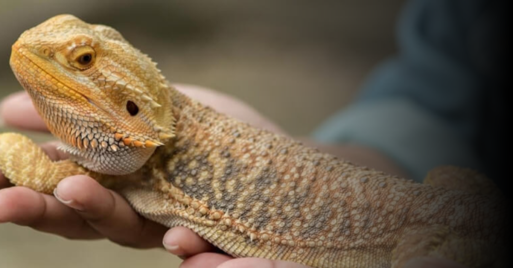 Overview of Bearded Dragons as Pets