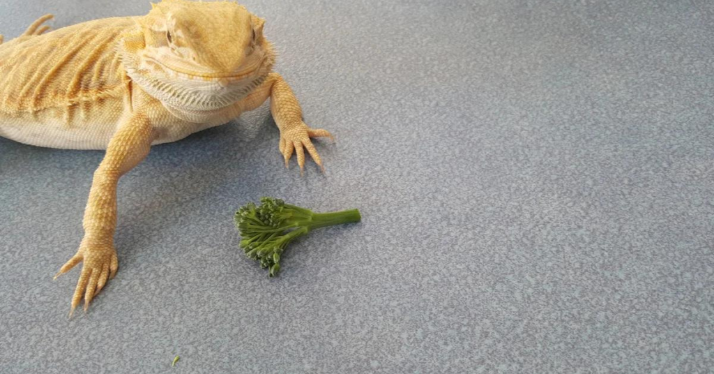 Potential Risks of Feeding Parsley to Bearded Dragons