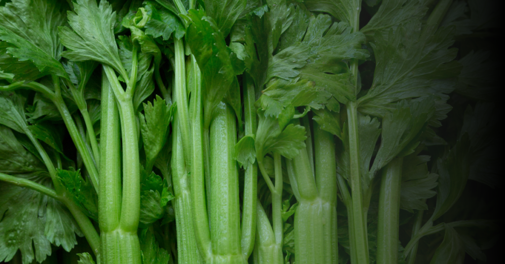 Preparing Celery for Bearded Dragons