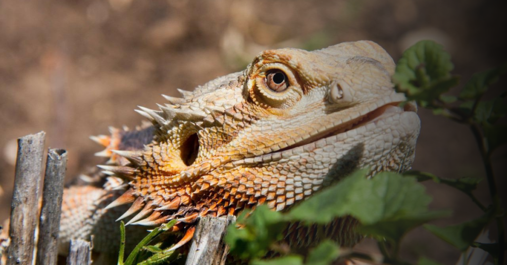 Protein Sources for Bearded Dragons