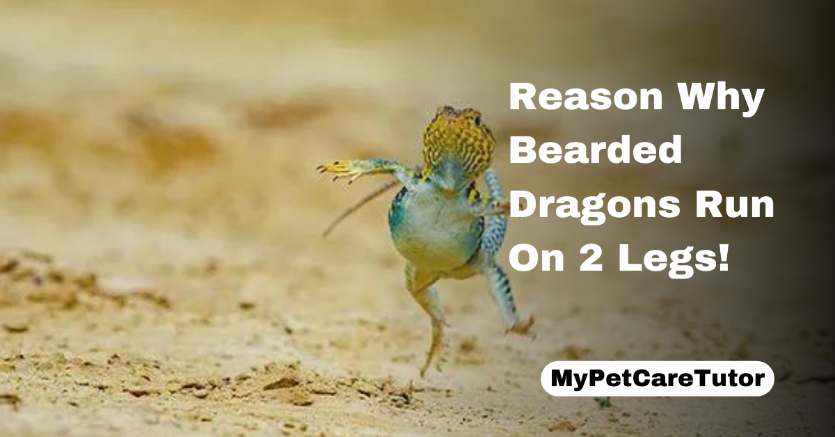 Reason Why Bearded Dragons Run On 2 Legs!