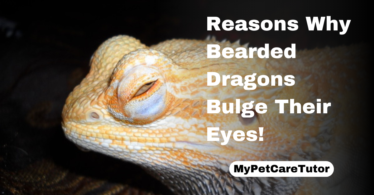 Reasons Why Bearded Dragons Bulge Their Eyes!