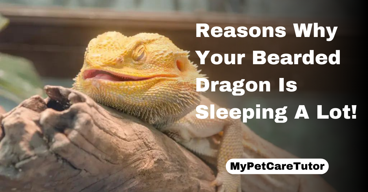 Reasons Why Your Bearded Dragon Is Sleeping A Lot!