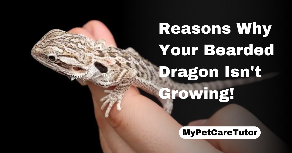 Reasons Why Your Bearded Dragon Isn't Growing!
