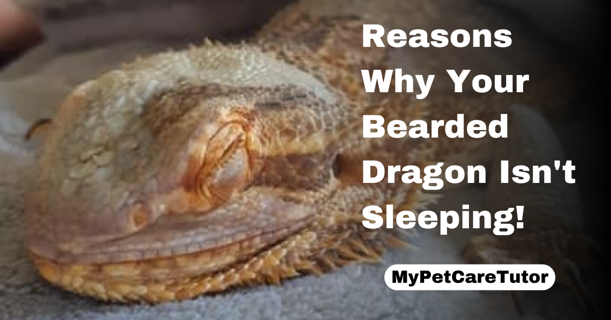 Reasons Why Your Bearded Dragon Isn't Sleeping!