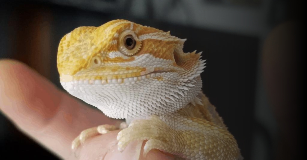 Respiratory Problems Of Bearded Dragons