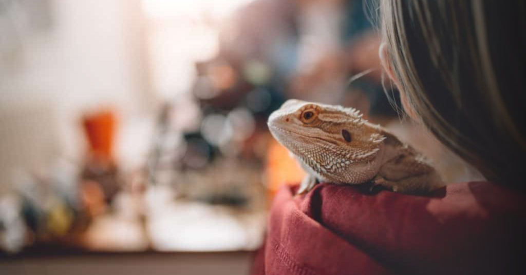 Risks of Kissing Your Bearded Dragon