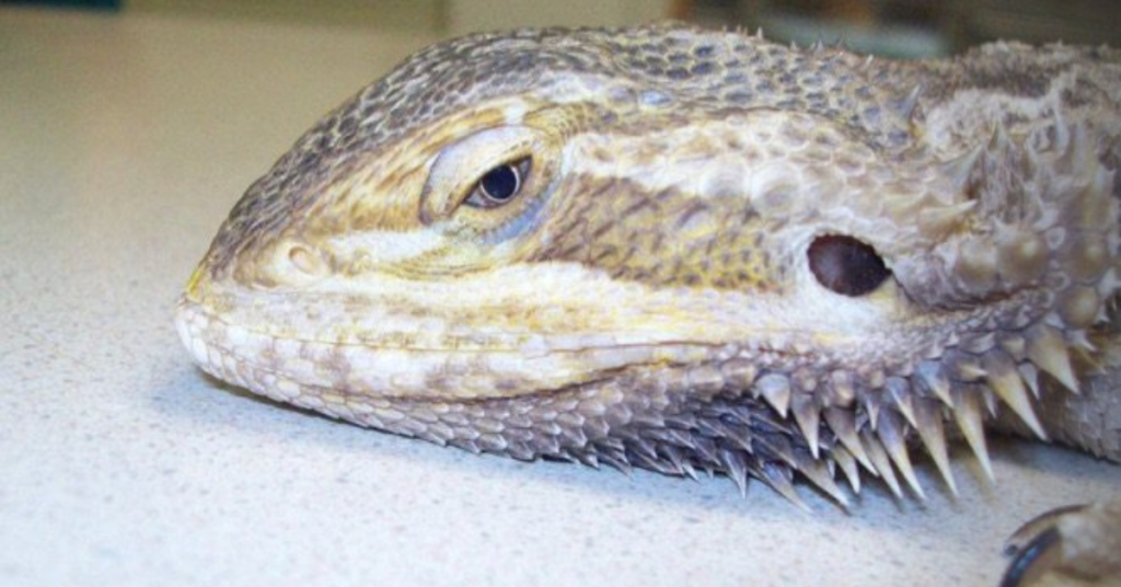 Signs of Dehydration in Bearded Dragons